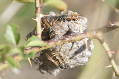 Polistes nimpha