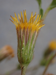 Heterotheca oregona