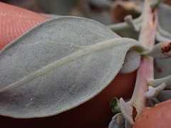 Epilobium rigidum