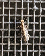 Monopis crocicapitella