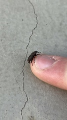 Sphenophorus parvulus