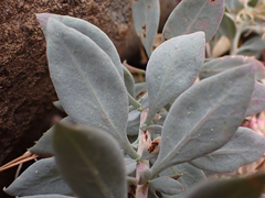 Epilobium rigidum