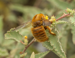 Xylocopa darwini