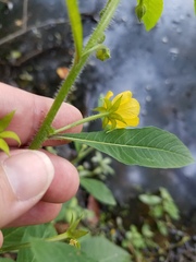 Ludwigia leptocarpa