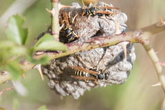 Polistes nimpha