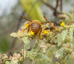 Xylocopa darwini