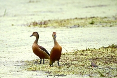 Dendrocygna javanica