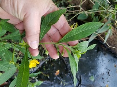 Ludwigia leptocarpa