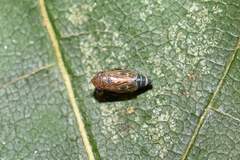 Deltocephalus pulicaris