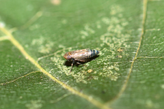 Deltocephalus pulicaris