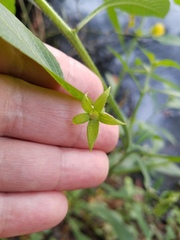 Ludwigia leptocarpa