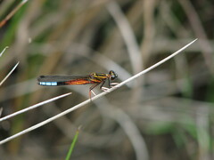 Platycypha fitzsimonsi