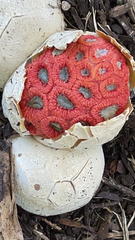 Clathrus crispus