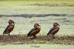 Dendrocygna javanica