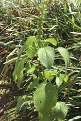Acalypha ostryifolia