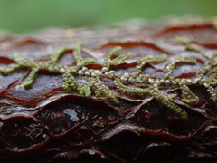 Frullania nisquallensis
