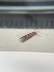 Trichoptera