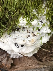 Rigidoporus populinus