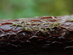 Frullania nisquallensis
