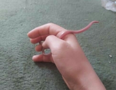 Xerotyphlops vermicularis