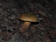 Suillellus luridus