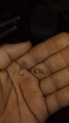 Compsobuthus kaftani