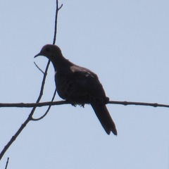 Zenaida macroura carolinensis