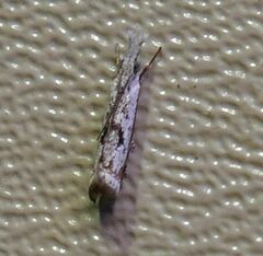 Microcrambus kimballi