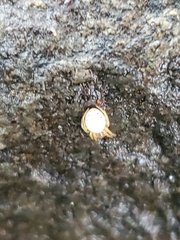 Araniella displicata