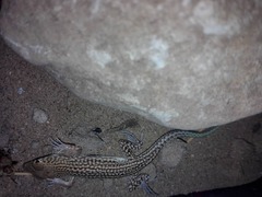 Acanthodactylus blanfordii