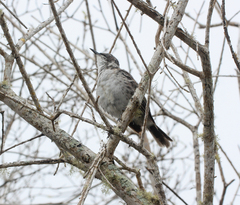 Mimus parvulus parvulus