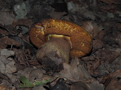 Suillellus luridus