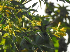 Chlorostilbon lucidus