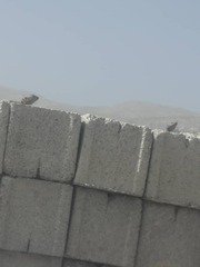 Laudakia nupta nupta