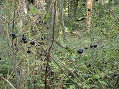 Vaccinium membranaceum
