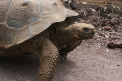 Chelonoidis niger