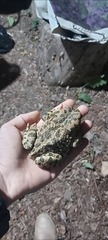 Bufotes viridis sitibundus