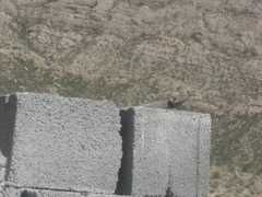 Laudakia nupta nupta