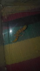 Microgecko helenae helenae