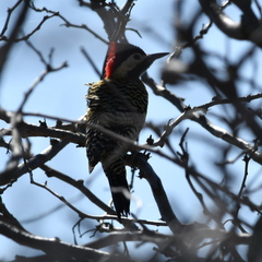 Colaptes melanochloros