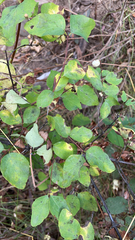 Symphoricarpos occidentalis