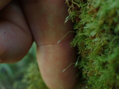 Tetraphis geniculata