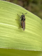 Hoplitimyia mutabilis