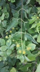 Otopappus epaleaceus