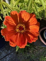 Zinnia elegans