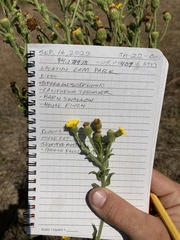 Heterotheca grandiflora