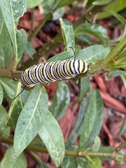 Danaus plexippus