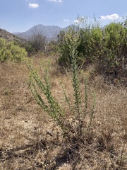 Heterotheca grandiflora