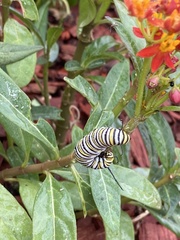 Danaus plexippus