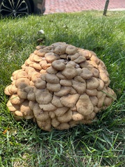 Desarmillaria
